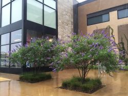 Gorgeous grouping of Maturing 'Shoal Creek' Vitex Trees found in Southlake, TX. Photographed by Treeland Nursery.