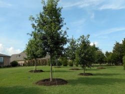 Large Bur Oak and Red Oak trees planted in a backyard by Treeland Nursery.