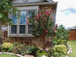 Tuscarora Crape Myrtle planted in a frontyard flowerbed by Treeland Nursery.