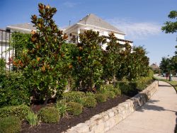 Row of DD Blanchard Magnolias planted to form a Privacy Screen. Photographed by Treeland Nursery.