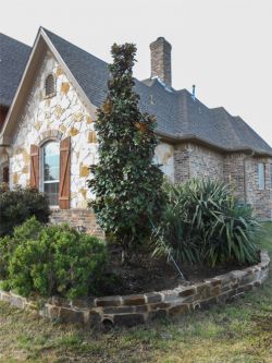 Teddy Bear Magnolia planted in a raised flowerbed in Frisco, Texas. Planted by Treeland Nursery. Teddy Bear Magnolias bloom in the late Spring and Summer.