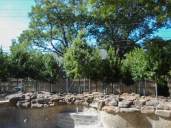 Alternating spacing from the pool for a more natural look on this install of Tree Form Eagleston Hollies. Trees planted by Treeland Nursery.