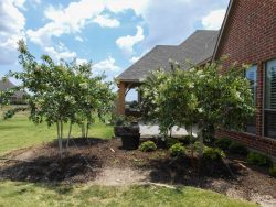 Grouping of four white Natchez Crape Myrtles planted by Treeland Nursery in a backyard.