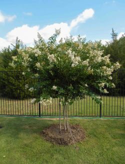 White Natchez Crape Myrtle tree planted in a backyard by Treeland Nursery. White Flowering trees used in North Texas landscapes.
