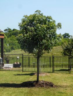 Chinese Pistachio tree planted in a backyard by Treeland Nursery.