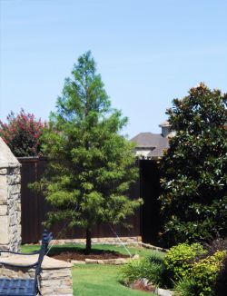 Fast Growing Bald Cypress Tree planted in a backyard by Treeland Nursery.