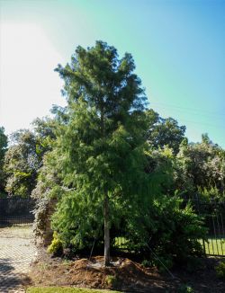 Bald Cypress tree planted by Treeland Nursery at a private gated entrance.