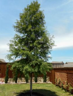 Bald Cypress tree planted in a backyard by Treeland Nursery.