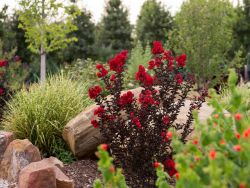 The Black Diamond Crape Myrtle provides beautiful color contrast in flowerbeds with it's dark plum foliage. Photographed at Treeland Nursery in the Owner's personal garden.