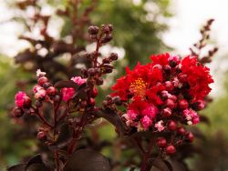 Dark red flowers on a Black Diamond Crape Myrtle at Treeland Nursery.