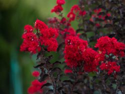 Closeup of flowers on a Black Diamond Crape Myrtle. Photographed at Treeland Nursery.