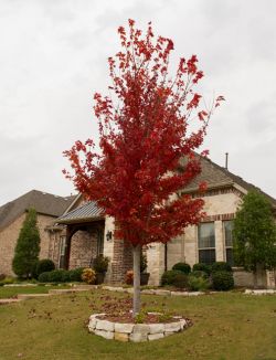 Maturing Brandywine Maple Tree with Fall color found in Prosper, Texas. Photographed by Treeland Nursery.
