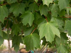 Brandywine Maple Tree Leaves photographed at Treeland Nursery.