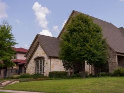 Maturing Cedar Elm Tree photographed in Frisco, Texas frontyard.