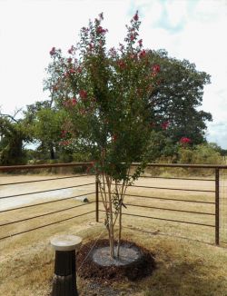 Centennial Crape Myrtle planted along a fence line in a backyard by Treeland Nursery.