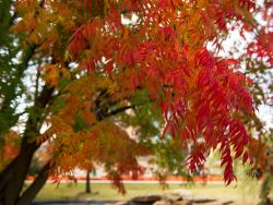 Chinese Pistachio Tree photographed during the Fall at Central Park in Frisco, Texas. Photographed by Treeland Nursery.