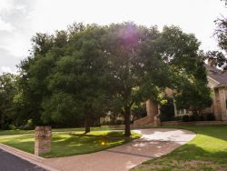 Mature Chinese Pistachio Tree photographed in Dallas, Texas by Treeland Nursery.