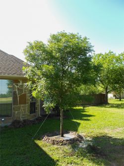 Chinese Pistachio Tree planted in a backyard by Treeland Nursery.