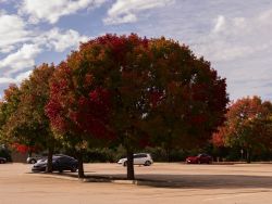 Mature Chinese Pistachio tree with Fall color photographed at the Stonebriar Mall in Frisco, Texas by Treeland Nursery.