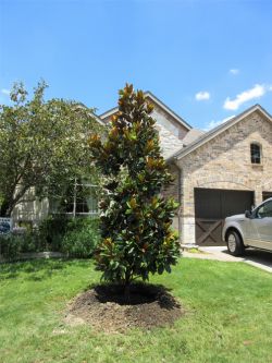 DD Blanchard Magnolias planted in a Frisco, Texas frontyard by Treeland Nursery. DD Blanchard Magnolias bloom in the late Spring and Summer.