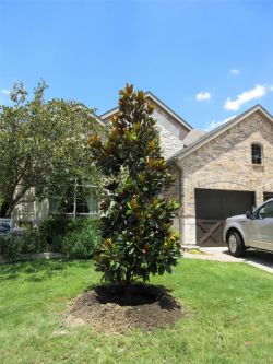 Large DD Blanchard Magnolia planted in a frontyard by Treeland Nursery.