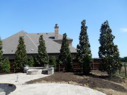 Large DD Blanchard Magnolias and Eagleston Holly Trees planted around a pool for privacy screening. Trees provided and planted by Treeland Nursery.