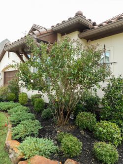 Red Rocket Crape Myrtle planted by Treeland Nursery in a frontyard flowerbed and surrounded by beautiful landscaping.