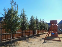 Large row of Tree Form Eagleston Hollies which will provide the perfect amount of privacy for this family's backyard. Trees planted by Treeland Nursery.