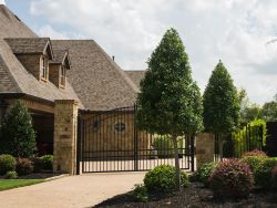 Formally pruned Eagleston Holly trees planted along a driveway. Photographed in North Texas by Treeland Nursery.