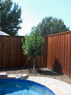 Eagleston Holly Tree planted in a flowerbed next to a pool. Holly tree planted and provided by Treeland Nursery.