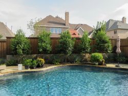 Grouping of five Tree Form Eagleston Hollies planted between a pool and fence for Privacy Screening. Trees planted by Treeland Nursery.