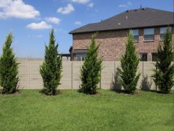 Row of Easter Red Cedar 'Brodies' which grow more upright than the classic Eastern Red Cedars. These will mature into a Privacy Screen Hedge. Trees planted by Treeland Nursery.