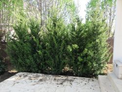 Row of Eastern Red Cedar 'Brodies' planted tightly together to form an instant privacy screen.