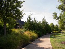 More established row of Eastern Red Cedars that provide year round Privacy Screening for these home owners with wrought iron fencing. Photographed in Carrollton, TX at Austin Waters.