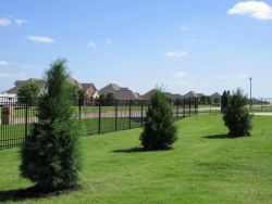 Eastern Red Cedars planted in a window formation which will mature into a Privacy Screen. Trees planted and installed by Treeland Nursery.