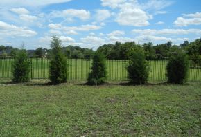 Eastern Red Cedar trees planted along a fence for privacy screening in a backyard. Trees provided and planted by Treeland Nursery.