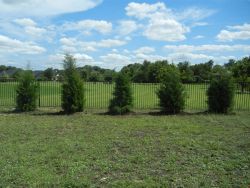 Eastern Red Cedar trees planted along a fence for privacy screening in a backyard. Trees provided and planted by Treeland Nursery.