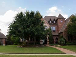 Mature Lacebark Elm Tree photographed in Frisco, Texas by Treeland Nursery.