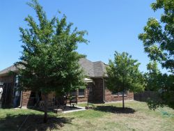 Lacebark Elm Trees planted in a backyard by Treeland Nursery.