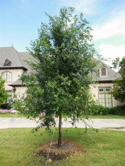 Lacebark Elm tree planted in a frontyard by Treeland Nursery.