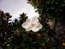 Flower Detail on a Little Gem Magnolia Tree at Treeland Nursery. Photographed at Treeland Nursery.