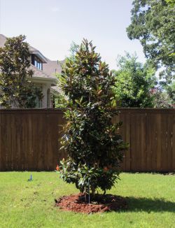 Little Gem Magnolia tree planted in a backyard by Treeland Nursery. Little Gem Magnolias bloom in the Spring and Summer.