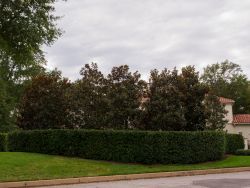 Large row of Little Gem Magnolias which will continue filling in and creating a Privacy Screen Hedge. Photographed in Fort Worth, TX by Treeland Nursery.