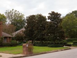 Mature Little Gem Magnolias photographed in Tyler, Texas as an example of how Little Gem Magnolias look once matured. Photographed by Treeland Nursery.