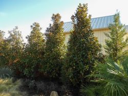 A row of Little Gem Magnolias planted in a backyard for privacy screening.