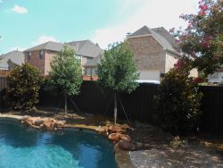 Combination of Little Gem Magnolias and Tree Form Eagleston Holly trees planted along a fence by a pool for privacy screening. Trees provided and planted by Treeland Nursery.