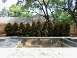 Little Gem Magnolias planted between a brick wall and pool for privacy screening. Trees provided and planted by Treeland Nursery.