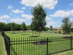 Live Oak and Red Oak trees planted in a backyard. Trees provided and planted by Treeland Nursery.