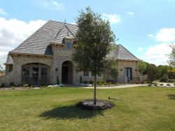 Live Oak Tree planted in a North Texas frontyard by Treeland Nursery.