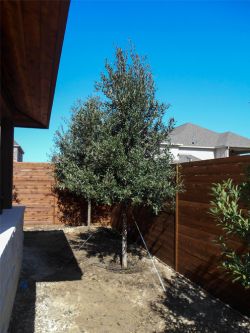 Live Oak Trees planted along a backyard fence for privacy screening. Trees provided by and planted by Treeland Nursery.